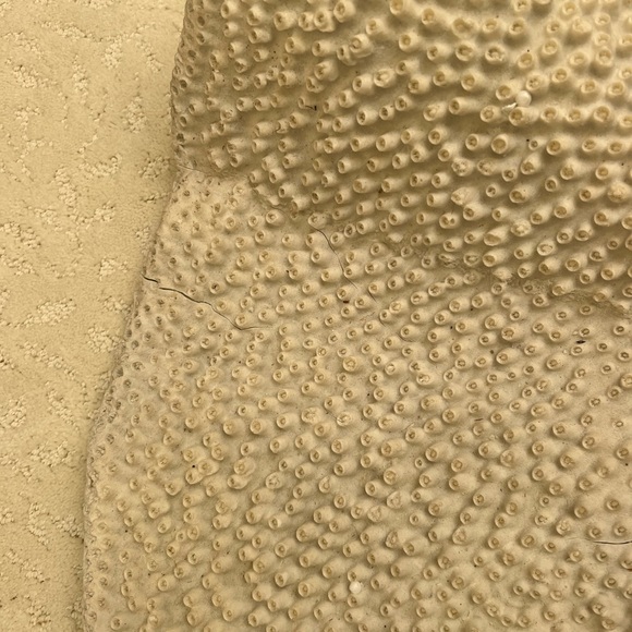 NWT (flaws!) Pottery Barn faux coral wall hanging - Picture 3 of 5